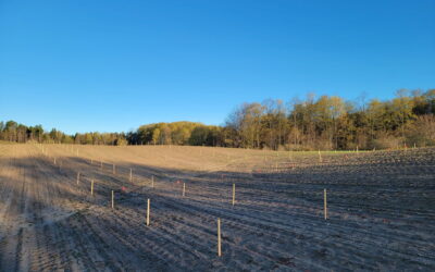 Leelanau Cellars Plants New Sauvignon Blanc Vines